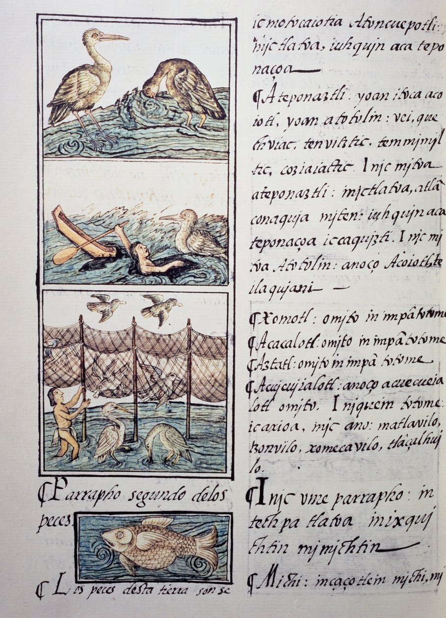 Lov ptáků na jezeře, stránka z Florentského kodexu, dvojjazyčná verze ve španělštině a nahuatlu, Obecná historie věcí Nového Španělska, od španělského misionáře Fraye Bernardina de Sahagun (1499-1590). Aztécká civilizace od Benjamin Baud