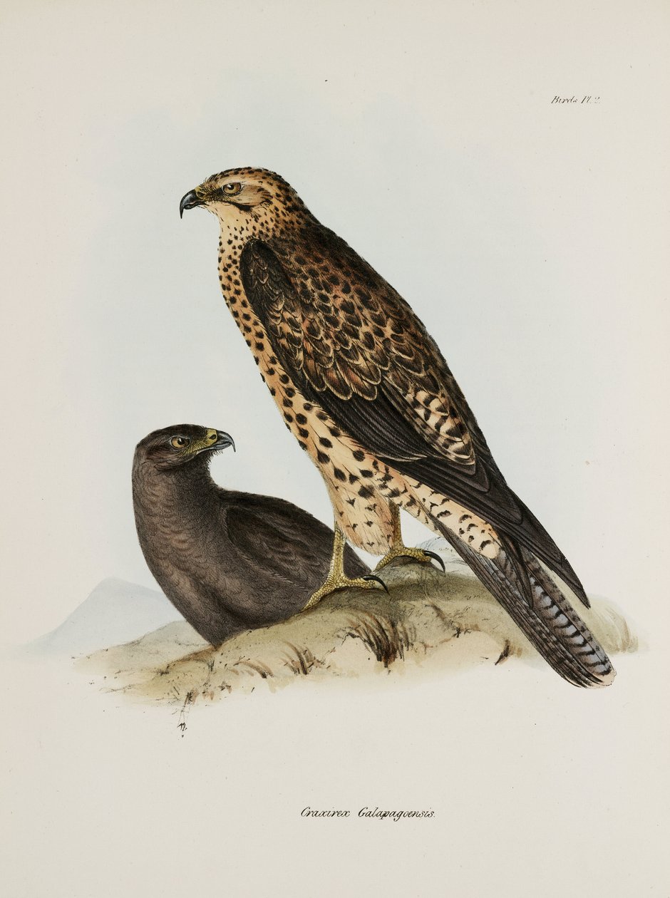 Draví ptáci, Galapágy, c 1832-1836 od Unbekannt