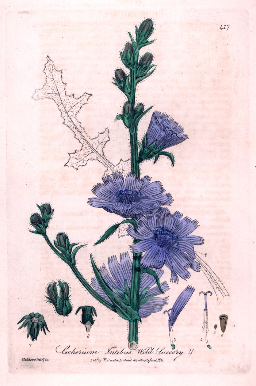 Čekanka hořká (Cichorium intybus) Botanická tabulka z knihy "British Phaenogamous Botany" od Williama Baxtera a Charlese Mathewse 1841 od Unbekannter Künstler
