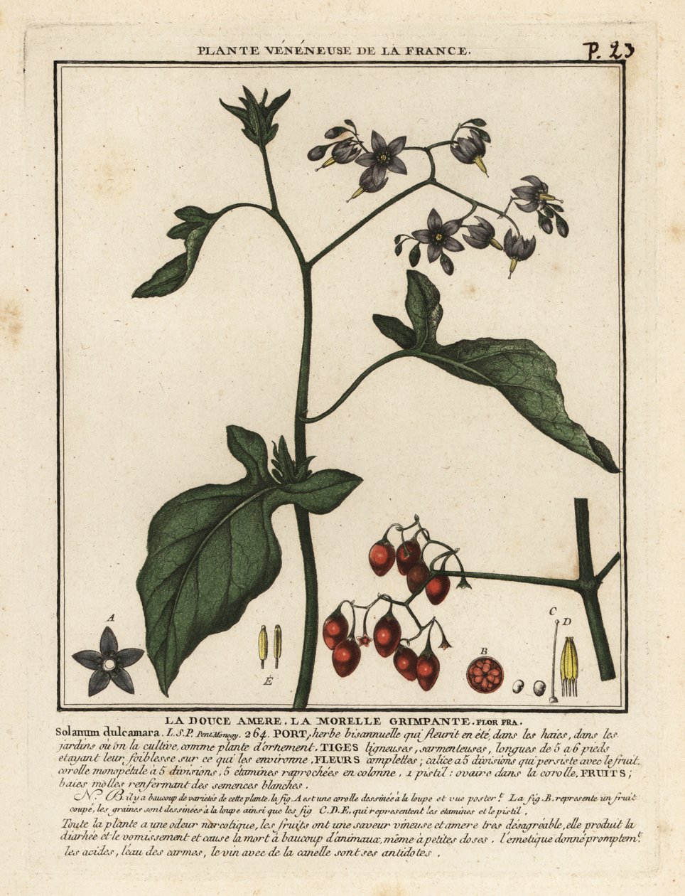 Hořkosladká nocovka, Solanum dulcamara. od Unbekannter Künstler