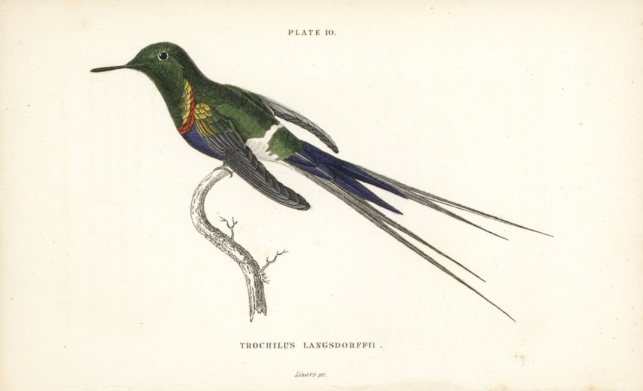 Trnucha černobřichá, Discosura langsdorffi (kolibřík Langsdorffův, Trochilus langsdorffii). Ručně kolorovaná ocelorytina Williama Lizarse z Naturalist