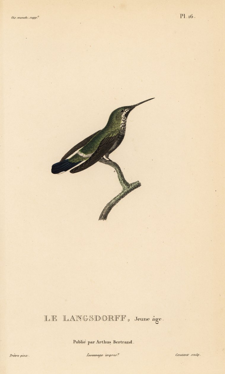 Trnucha černopásá, Discosura langsdorffi (Ornismya langsdorfii). Nedospělý. Ručně kolorovaná ocelorytina od Coutanta podle ilustrace Jeana-Gabriela Pretreho z knihy Rene Primevere Lessona Natural History of the Colibri Genus of Hummingbirds. od Unbekannter Künstler