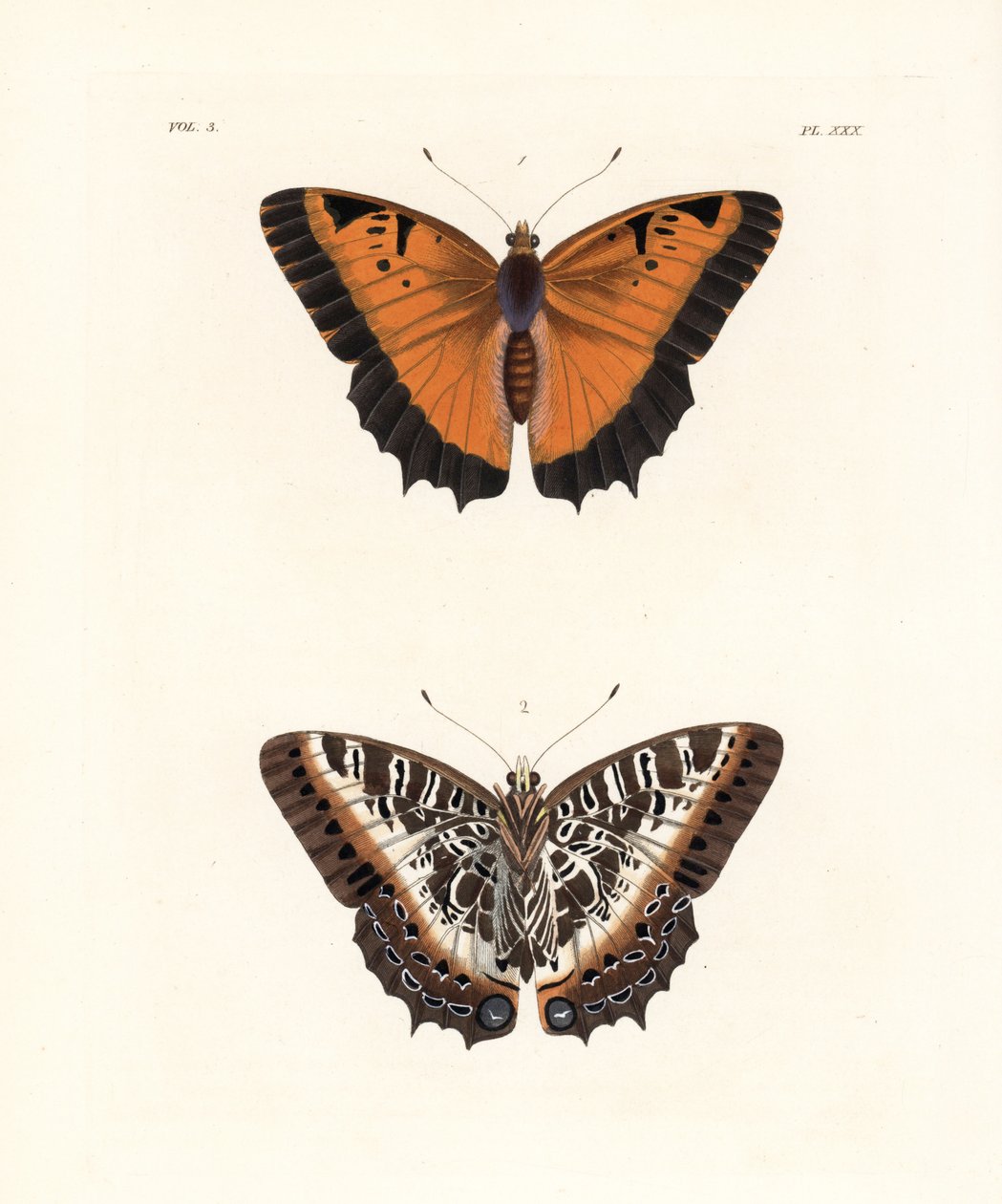 Charaxes černohnědý, Charaxes pollux, horní strana 1, spodní strana 2. Ručně kolorovaná litografie z nového vydání publikace Dru Druryho "Illustrations of Exotic Entomology" od Johna O. Westwooda, Bohn, Londýn. od Unbekannter Künstler