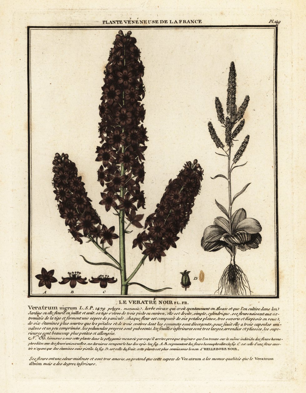Čemeřice černá, Veratrum nigrum. od Unbekannter Künstler
