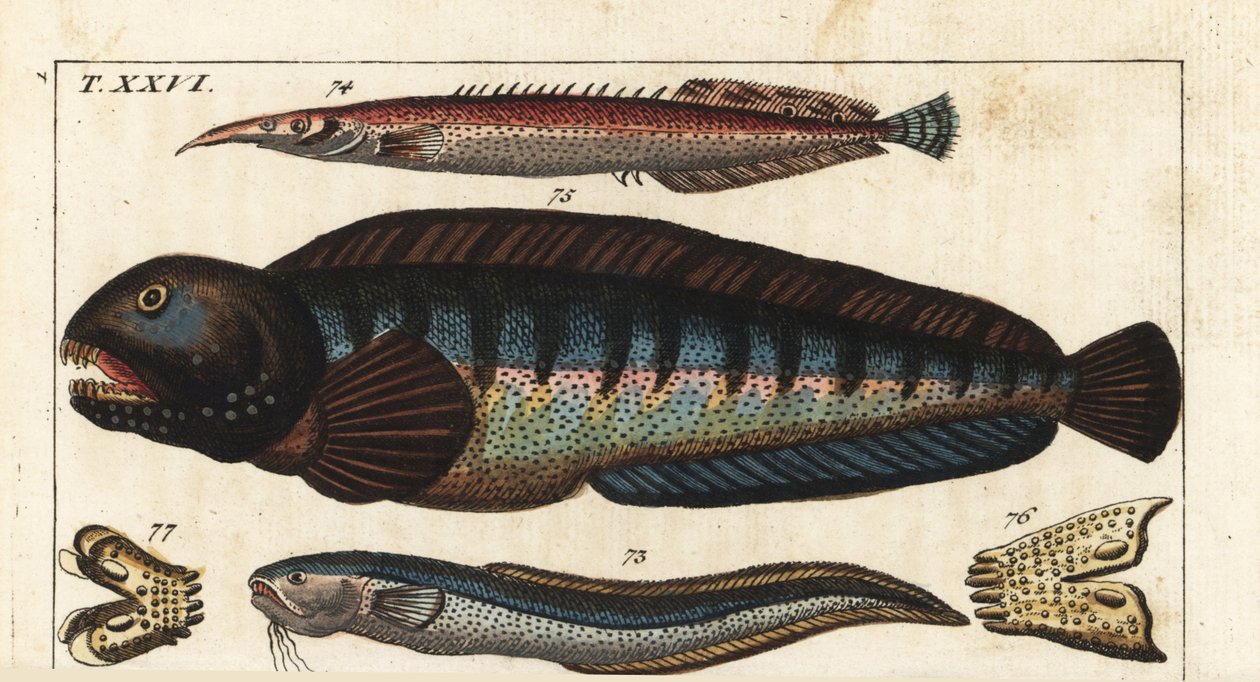 Černá ploutev dungeon - Crete Siam fish (nebo Petite Masta, Ocellee Eel, Trumpet nebo Spiny Eel) - Wolf fish - MacroSnake blenny, Ophidion barbatum 73, lesser spiny eel, Macrognathus aculeatus 74, wolf fish, Anarhichas lupus 75, and its jaw and teeth 76,77 od Unbekannter Künstler