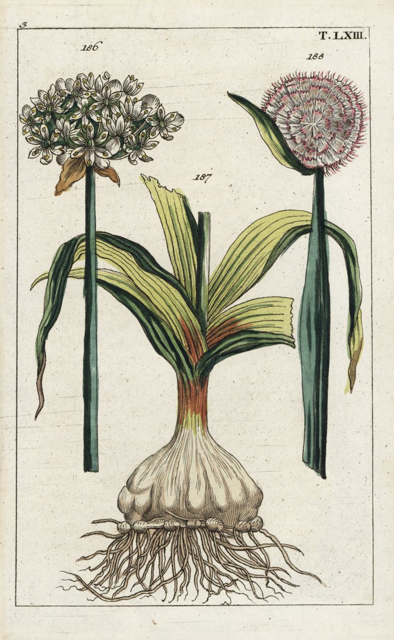 Česnek černý, Allium nigrum 186, a cibule, Allium cepa, cibule 187 a květ 188. Ručně kolorovaná mědirytina botanické ilustrace z knihy G. T. Wilhelma "Unterhaltungen aus der Naturgeschichte" (Encyklopedie přírodních dějin). od Unbekannter Künstler