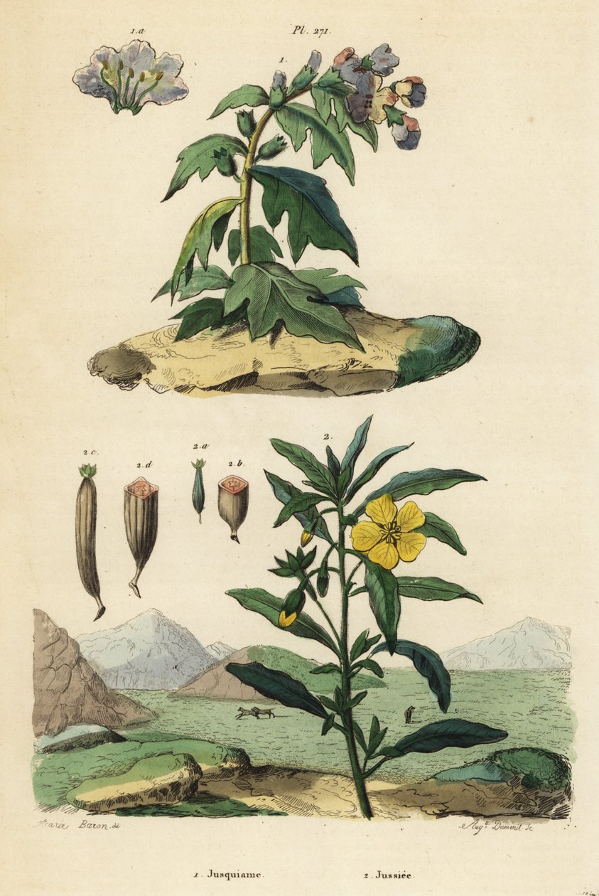 slepýš černý, Hyoscyamus niger 1 a prvosenka peruánská, Ludwigia peruviana 2 od Unbekannt