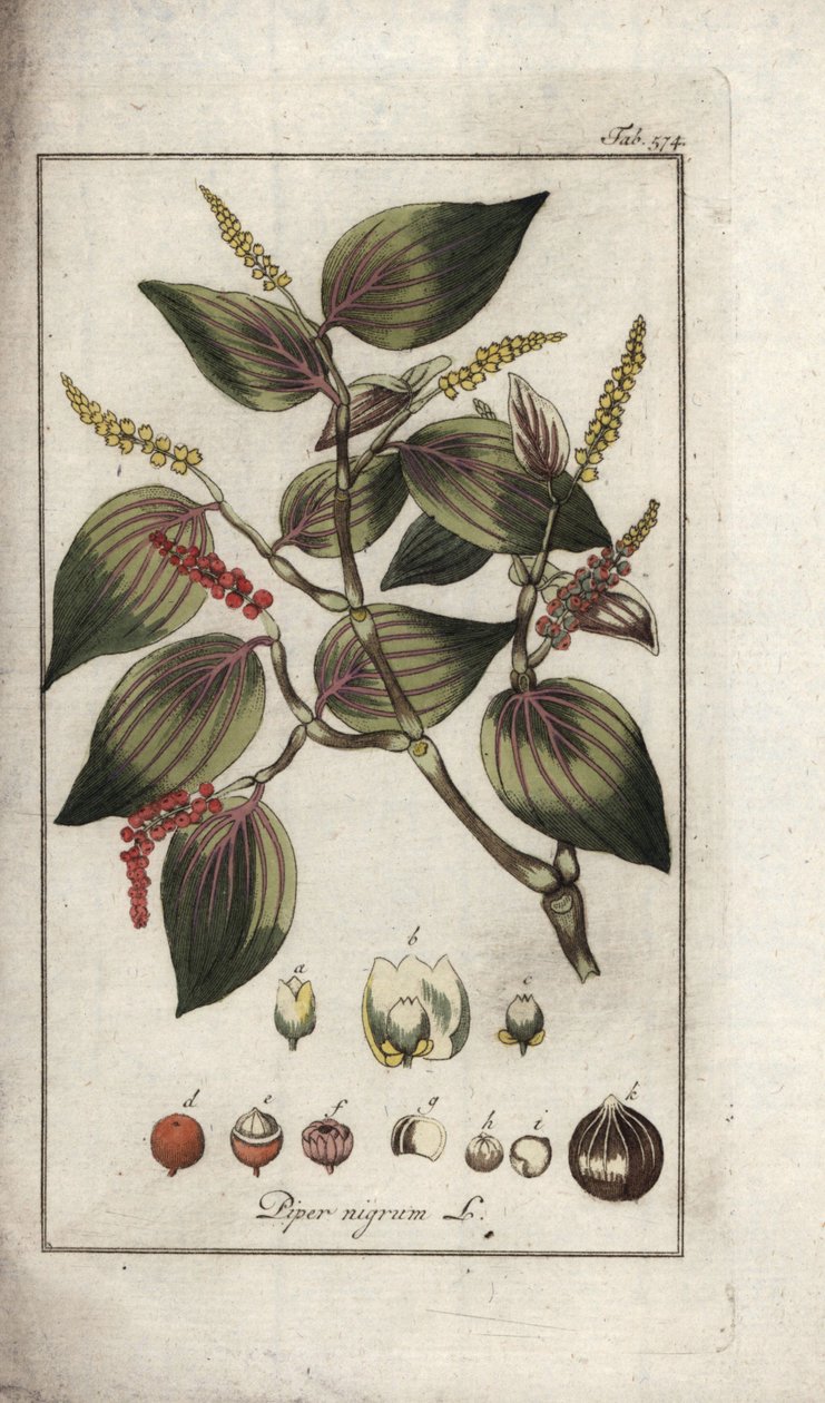 Černý pepř (Piper nigrum). Litografie z knihy "Afbeelding der Artseny-Gewassen" od Johannese Zorna (1739-1799), Nizozemsko. od Unbekannter Künstler