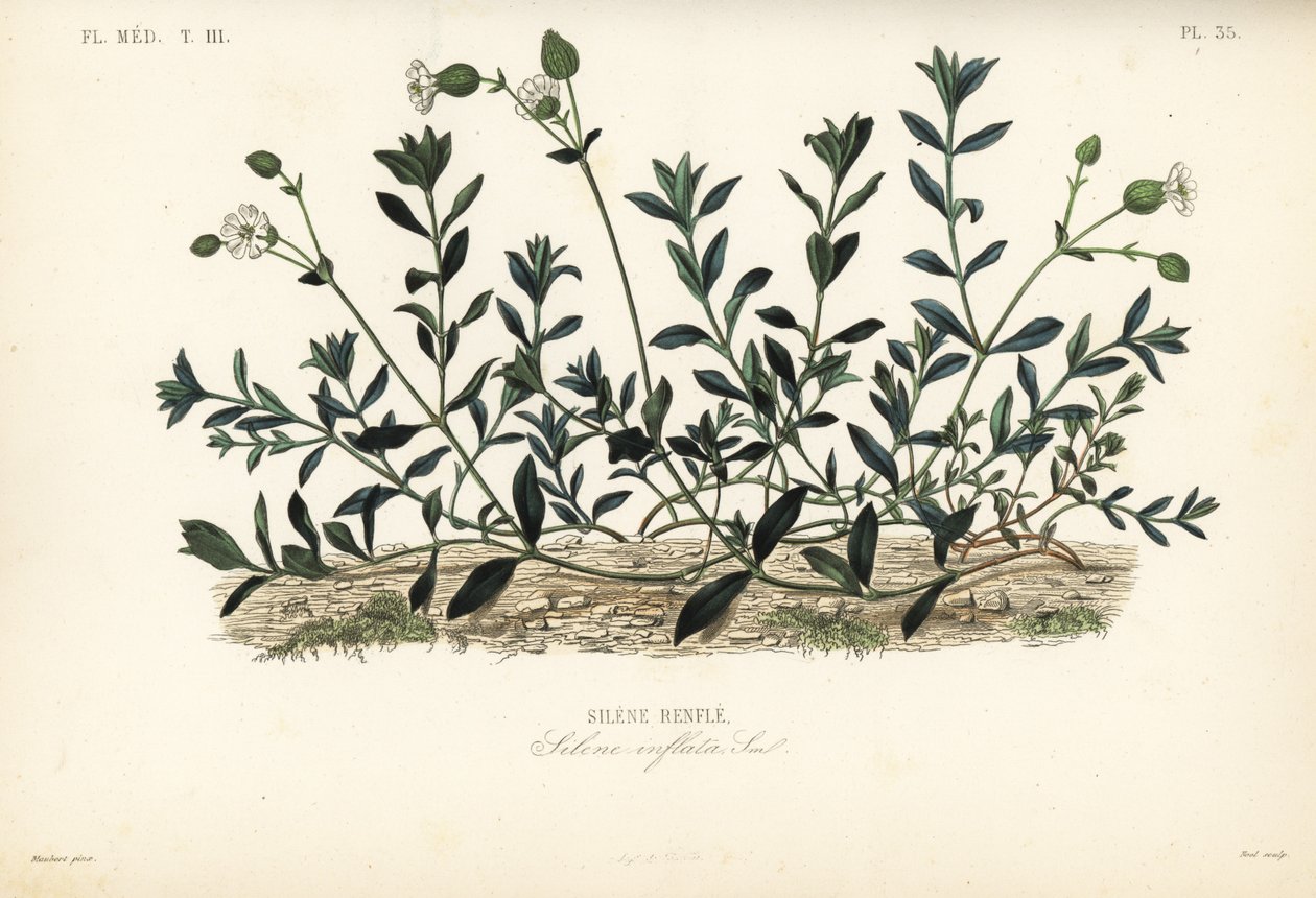 Močový měchýř, Silene vulgaris, Silene inflata, Silene vybouleniny od Unbekannt
