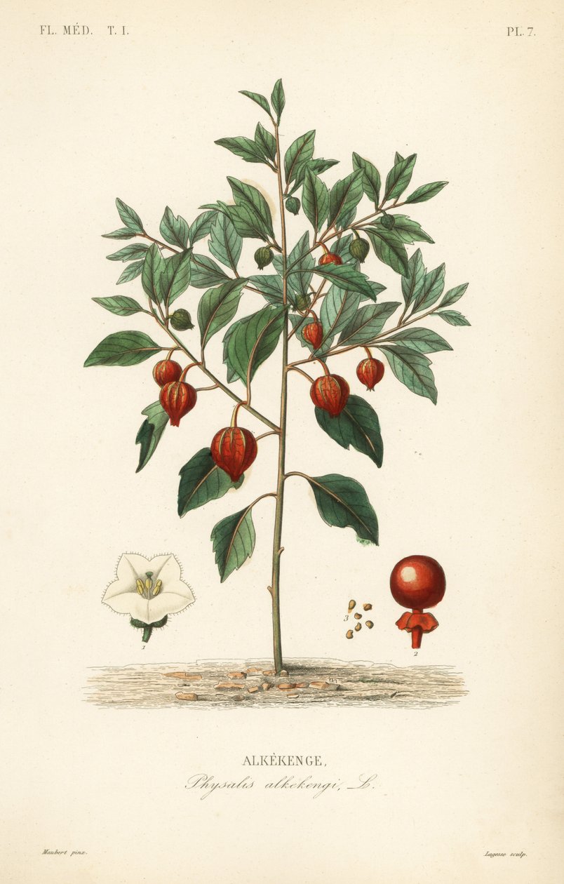 Třešeň měchýřová nebo lucerna čínská, Physalis alkekengi, Alkekenge od Unbekannt
