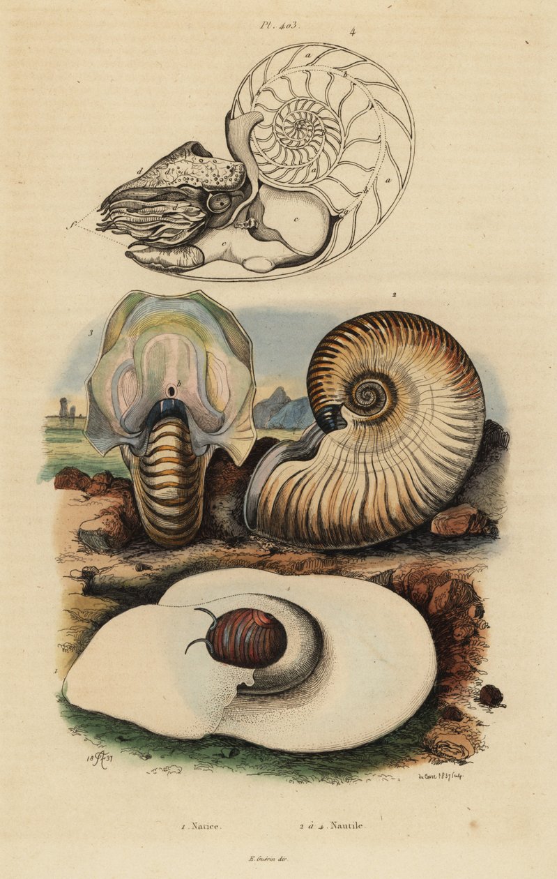 Měsíční hlemýžď měchýřový, Neverita didyma 1, crusty nautilus, Nonion umbilicatulum 2 a komorový nautilus, Nautilus pompilius 3,4 od Unbekannt