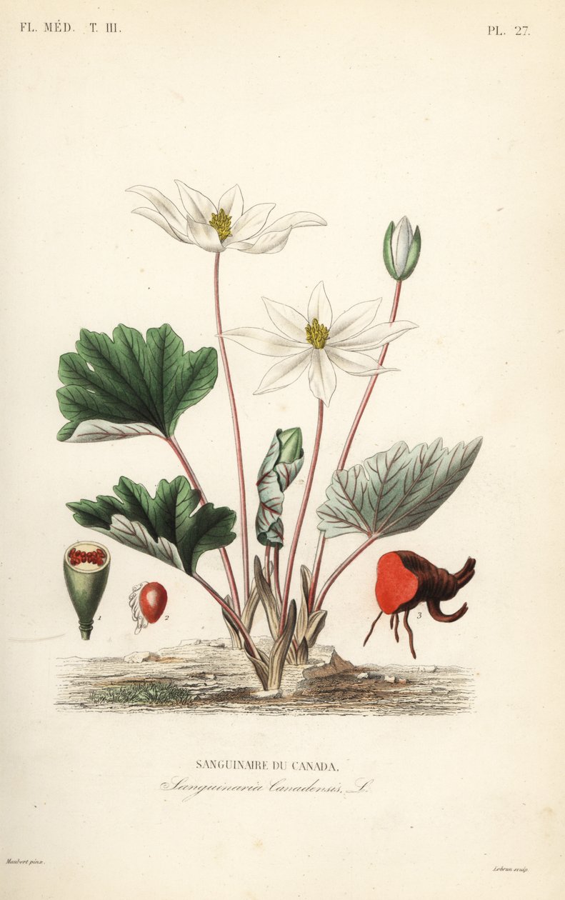 Bloodroot, Sanguinaria canadensis, Krvežíznivá Kanada od Unbekannt