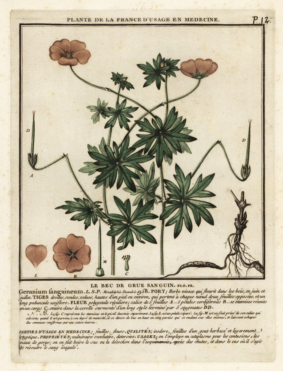 Jeřábovka krvavá, Geranium sanguineum. od Unbekannter Künstler