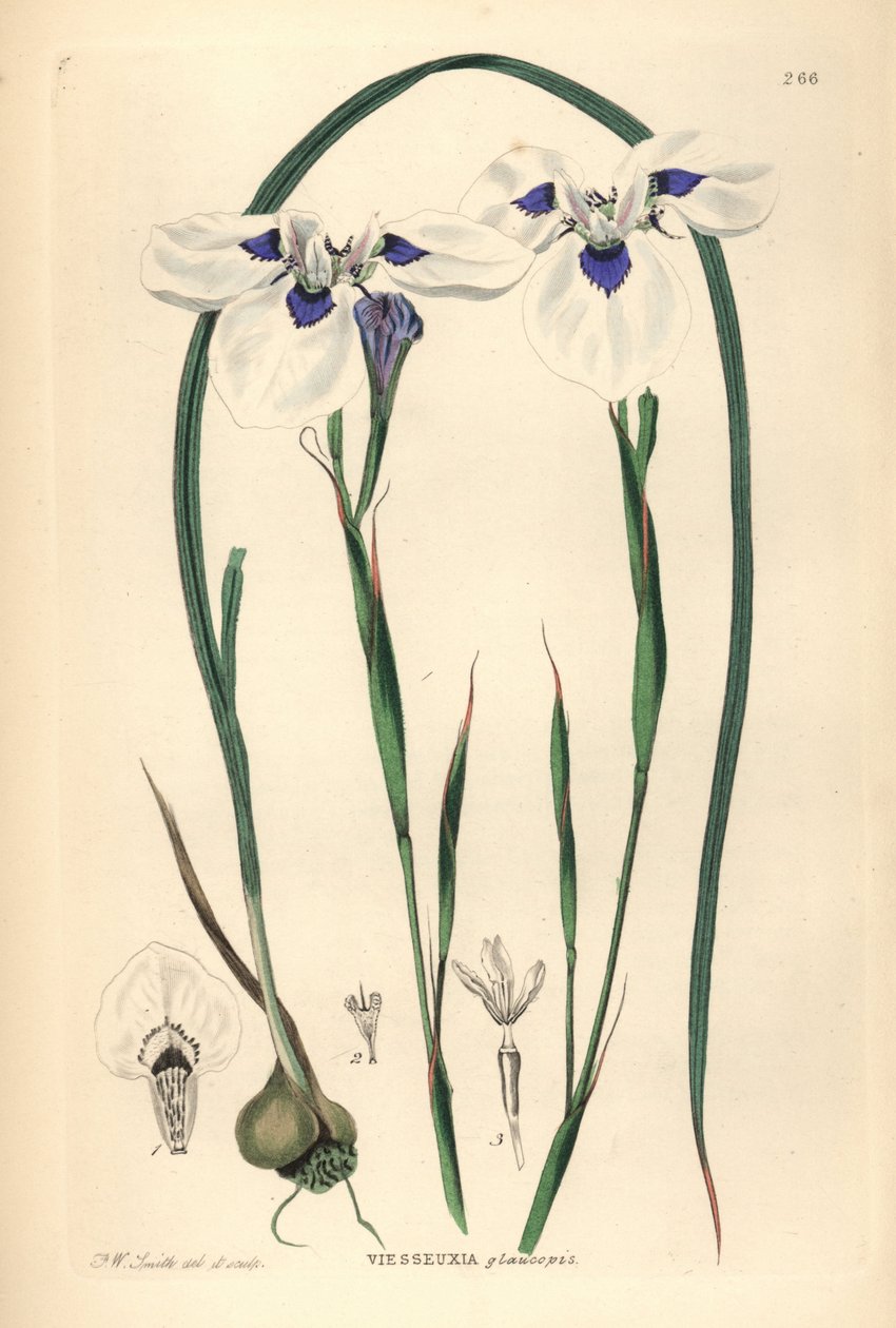 Uintjie modrooká nebo Blouooguintjie, Moraea aristata (Ocellate viesseuxia, Vieusseuxia glaucopis). Ručně kolorovaná mědirytina, kterou nakreslil a vyryl Frederick W. Smith podle knihy John Lindley and Robert Sweet