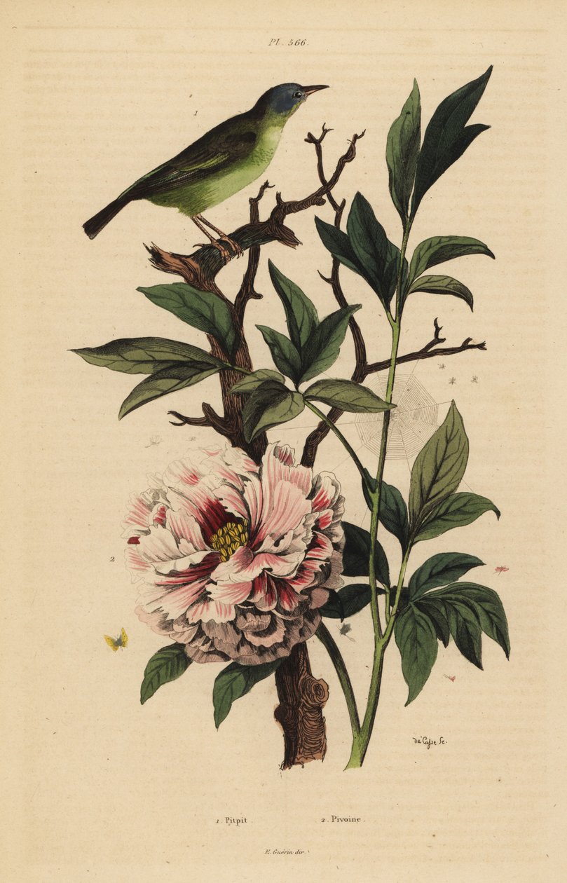 vějíř modrohlavý, Rhipidura cyaniceps 1 a pivoňka, Paeonia suffruticosa 2 od Unbekannt
