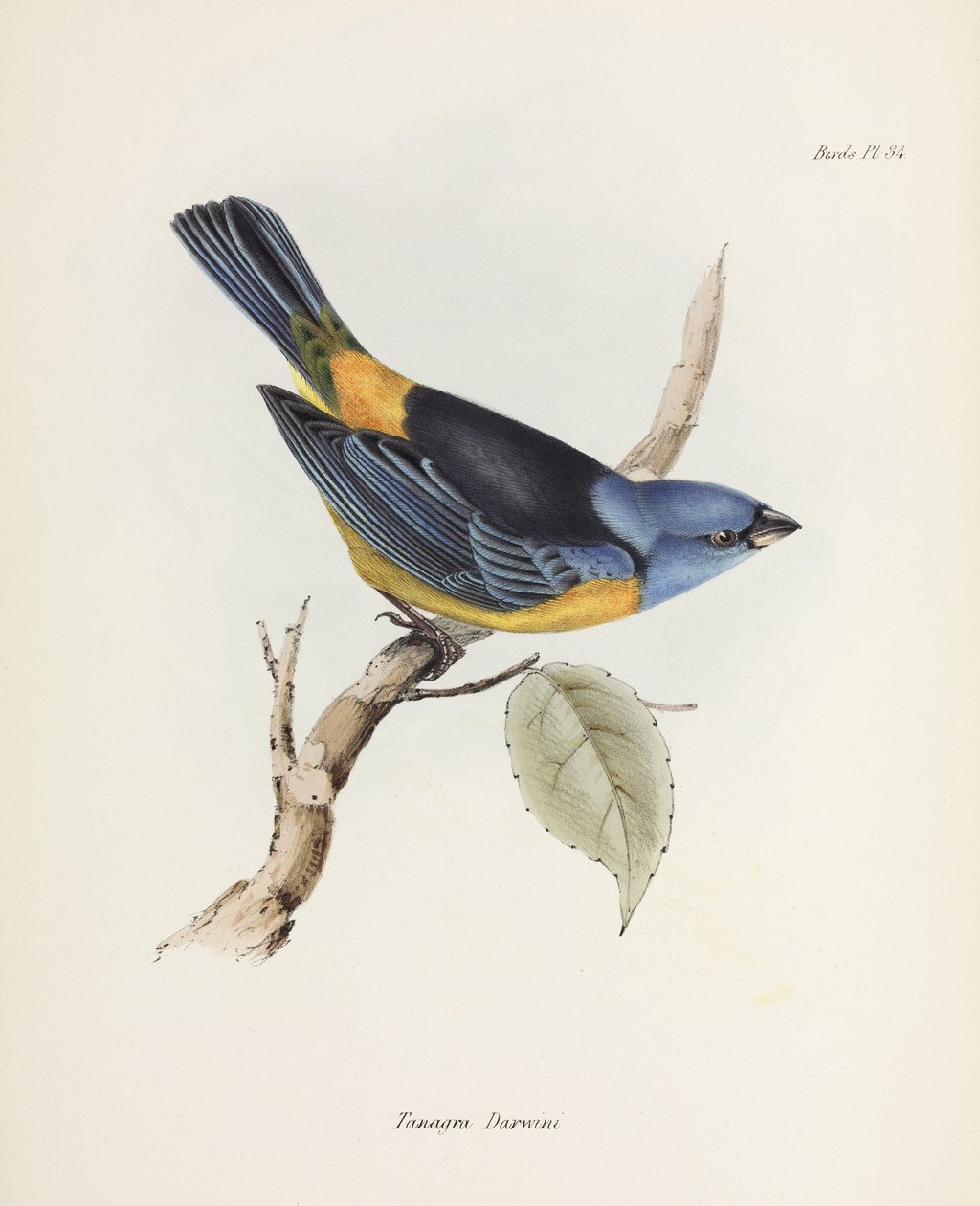 Modrý a žlutý tanager, Jižní Amerika, c 1832-1836 od Unbekannter Künstler