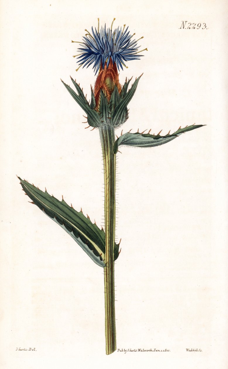 Modrý kardoncel - Modrý bodlák nebo modrokvětý kartouzek, Carthamus caeruleus. Weddellova ručně kolorovaná mědirytina podle ilustrace Johna Curtise z časopisu Samuela Curtise "Botanical Magazine", Londýn. od Unbekannter Künstler