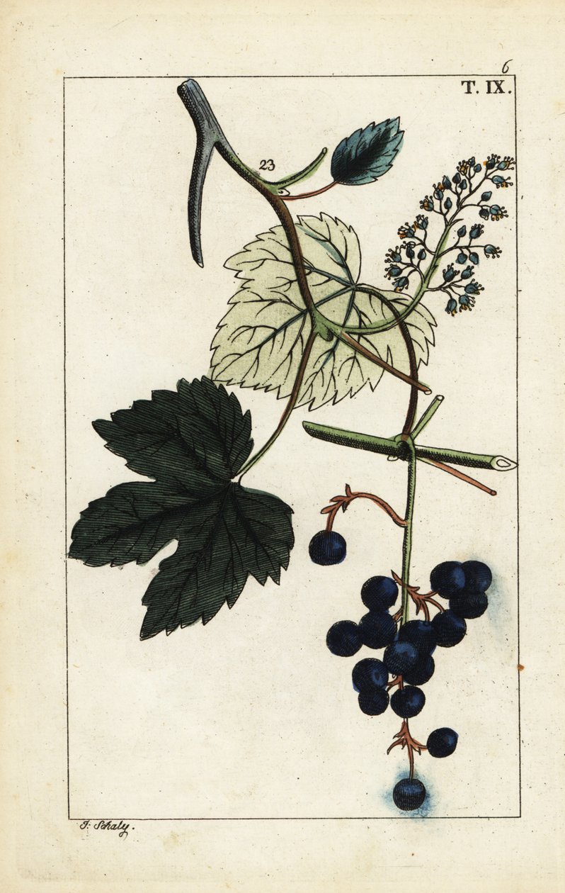 Modré hrozny na révě, Vitis vinifera. od Unbekannter Künstler