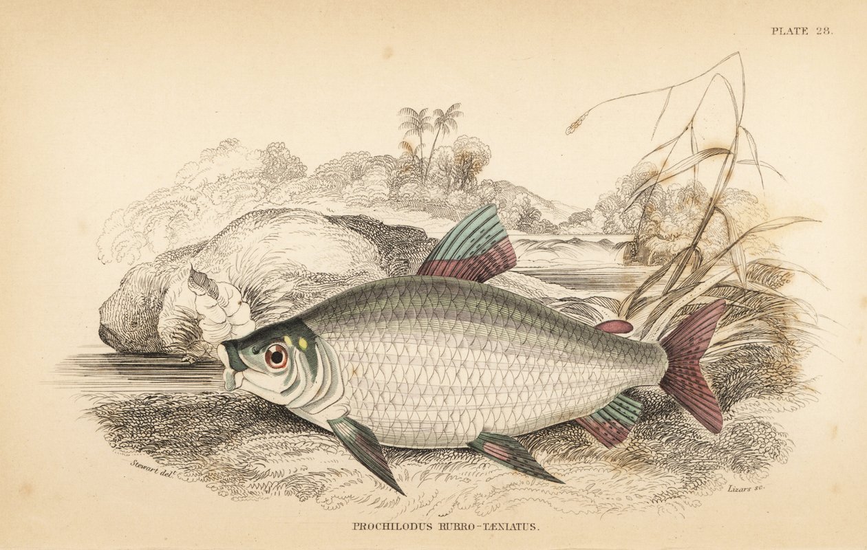 Bocachico nebo koulimata, Prochilodus rubrotaeniatus (Bledý kapr lososovitý, Prochilodus rubro-taeniatus). Ručně kolorovaná ocelorytina W. H. Lizarse podle ilustrace Jamese Stewarta z knihy Roberta Schomburga Fishes of Guiana, která je součástí knihy Sir W od Unbekannter Künstler