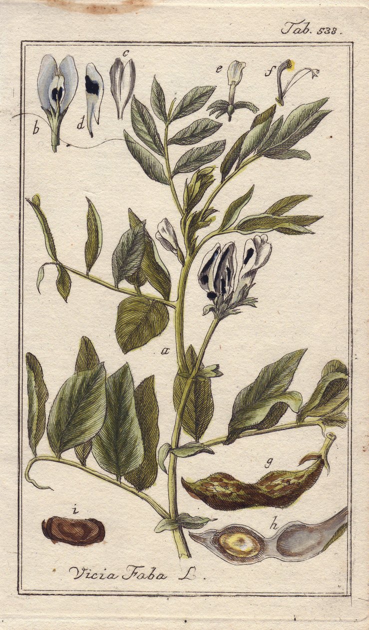 Botanický název: Fazolová rostlina s květy, listy a fazolemi v luscích, Vicia faba. Ručně kolorovaná mědirytina podle kresby B. Thannera z knihy Johannese Zorna "Icons plantarum medicinalium", Německo. od Unbekannter Künstler