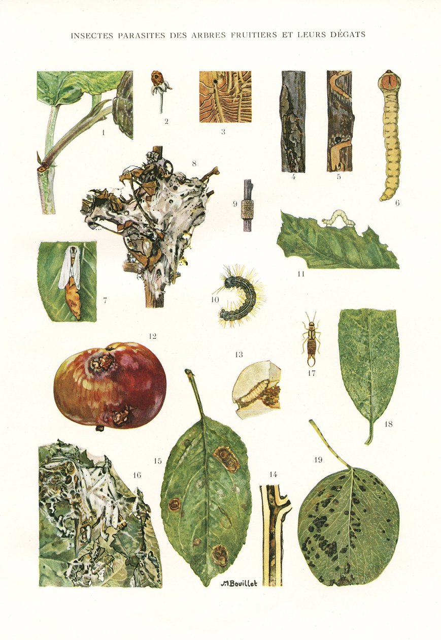 Botanická rada/Paraziti ovocných stromů od Unbekannt