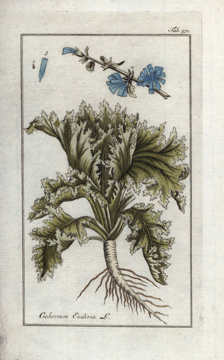 Botanický název: Endivie, Cichorium endivia. Ručně kolorovaná mědirytina z knihy Johannese Zorna "Afbeelding der Artseny-Gewassen", Jan Christiaan Sepp, Amsterdam. od Unbekannter Künstler