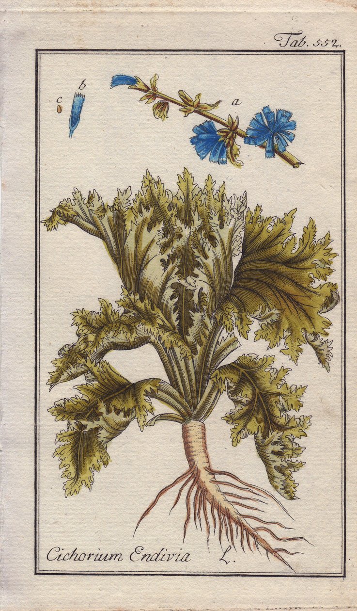 Botanický název: Endivie s kořenem, listy a květy, Cichorium endivia. Ručně kolorovaná mědirytina podle kresby B. Thannera z knihy Johannese Zorna "Icons plantarum medicinalium", Německo. od Unbekannter Künstler