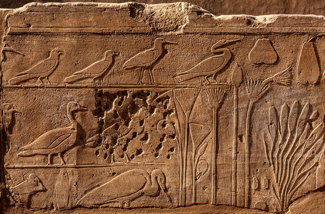 Botanická zahrada Thutmosis III s reliéfními vyobrazeními rostlin a zvířat, chrám Karnak, Luxor, Théby, Egypt, Afrika (foto) od Unbekannter Künstler