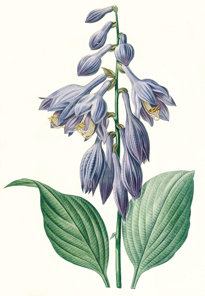 Botanická ilustrace/pevnost/Hosta ventricosa od Unbekannt