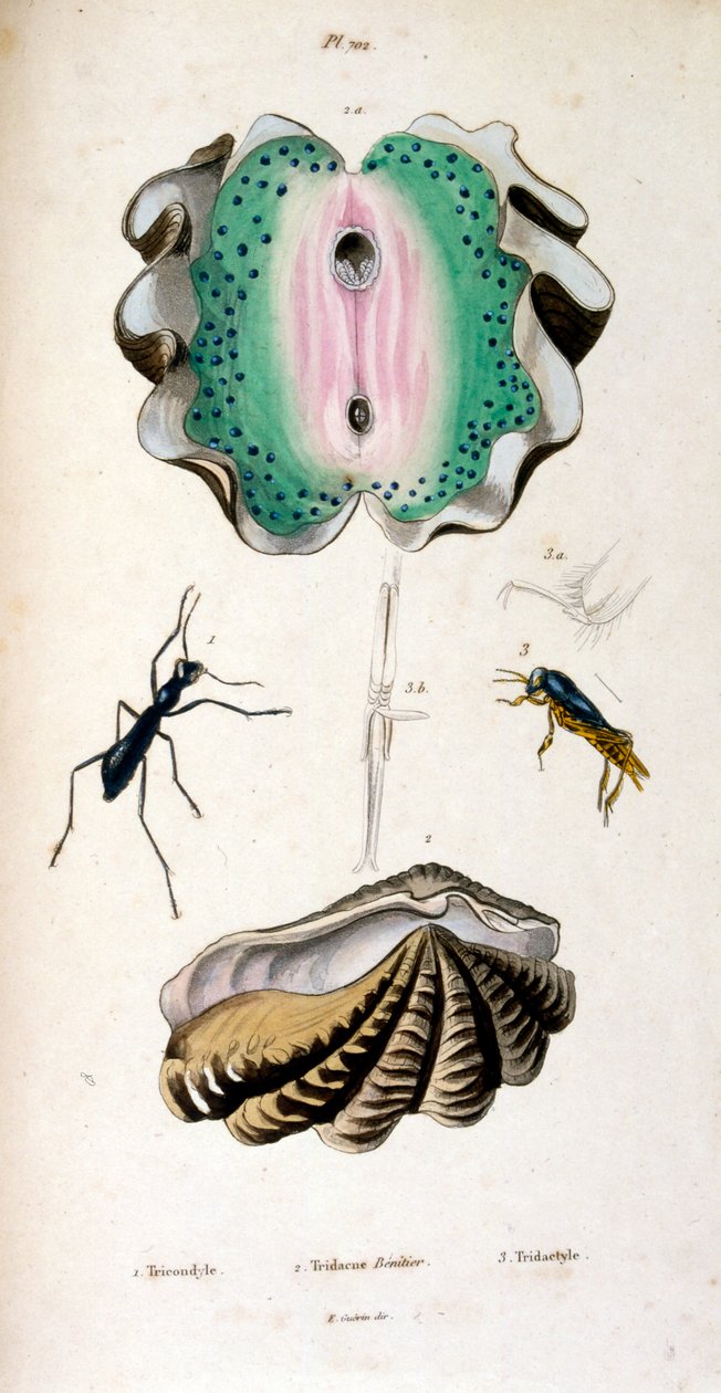 Botanické a zoologické ilustrace F. E. Guérin. Z Dictionnaire pittoresque d