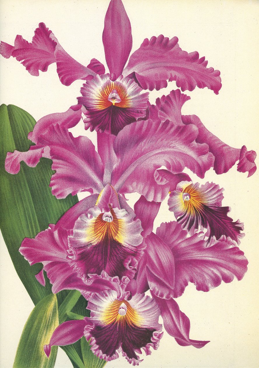 Botanická deska/Cattleya labiata var. Perfecta/Lindenia od Unbekannt