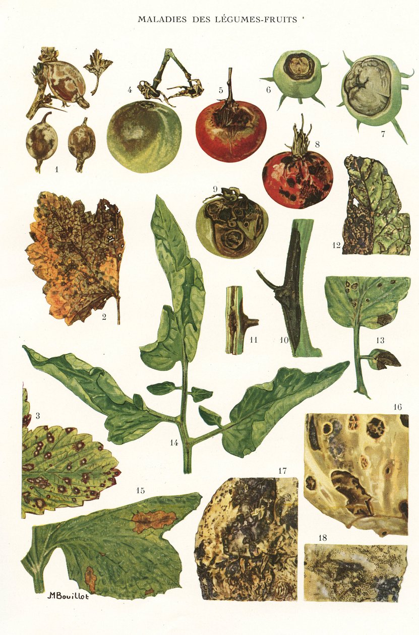 Botanická deska/nemoci ovocné zeleniny od Unbekannt