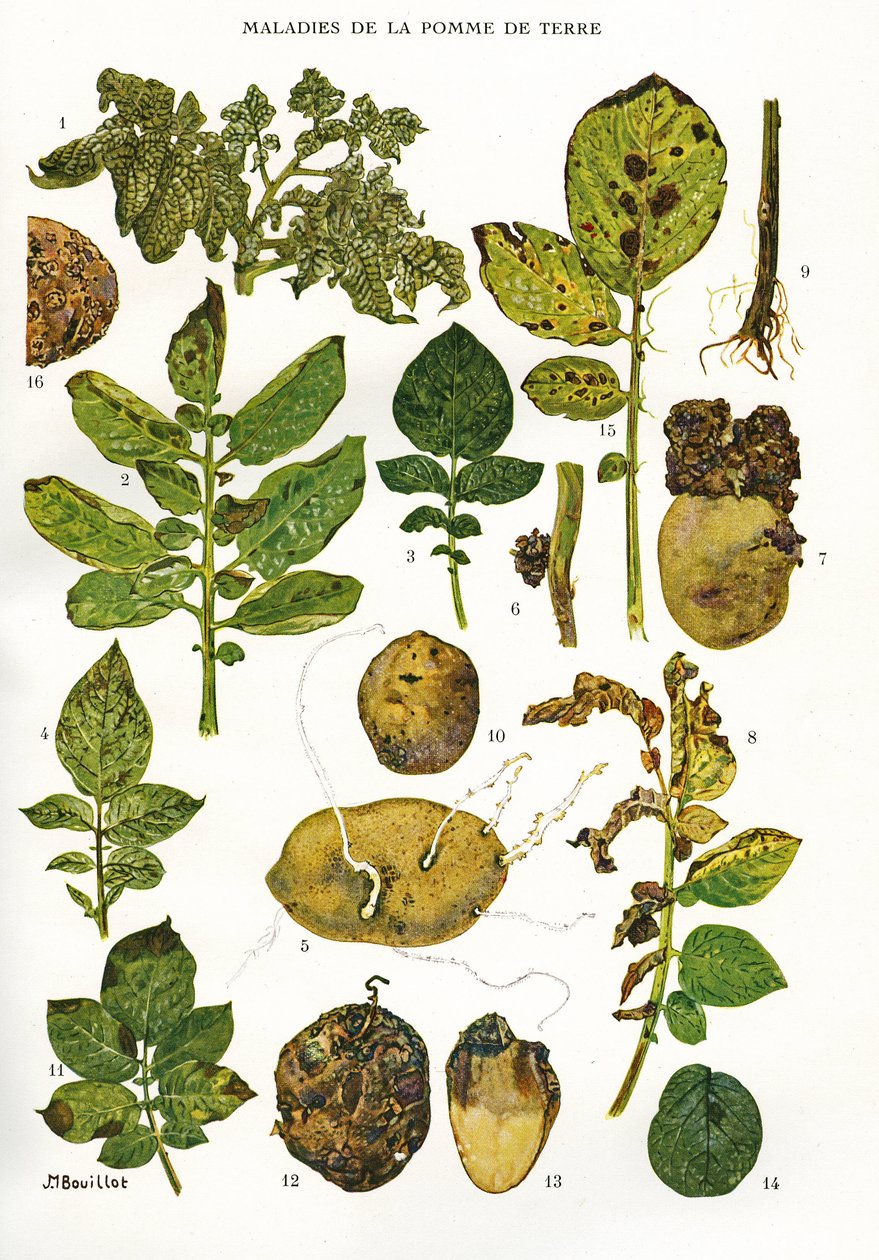 Botanická deska/Nemoci brambor/Solanum tuberosum od Unbekannt