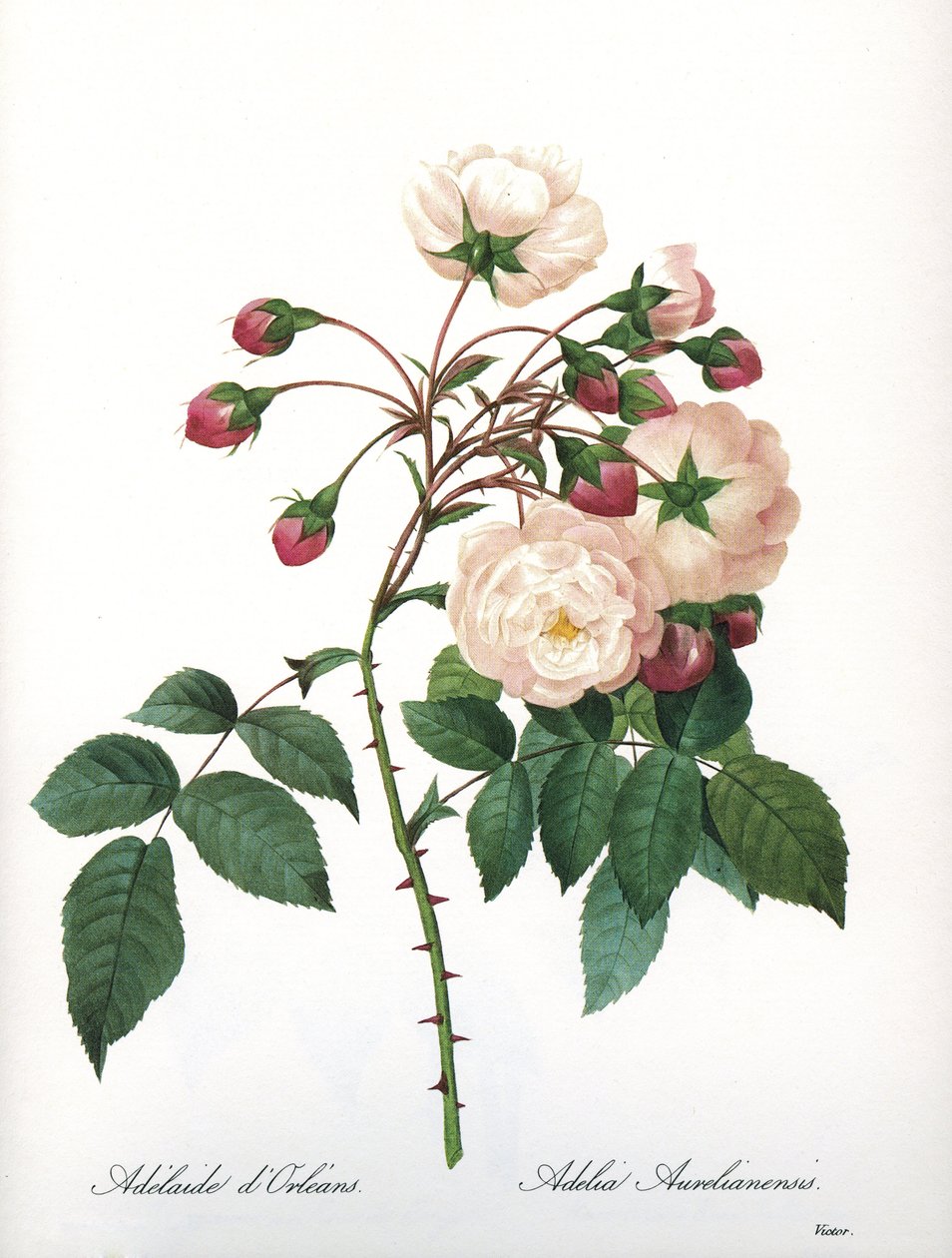 Botanická deska/Rosa aurelianensis/Rose 