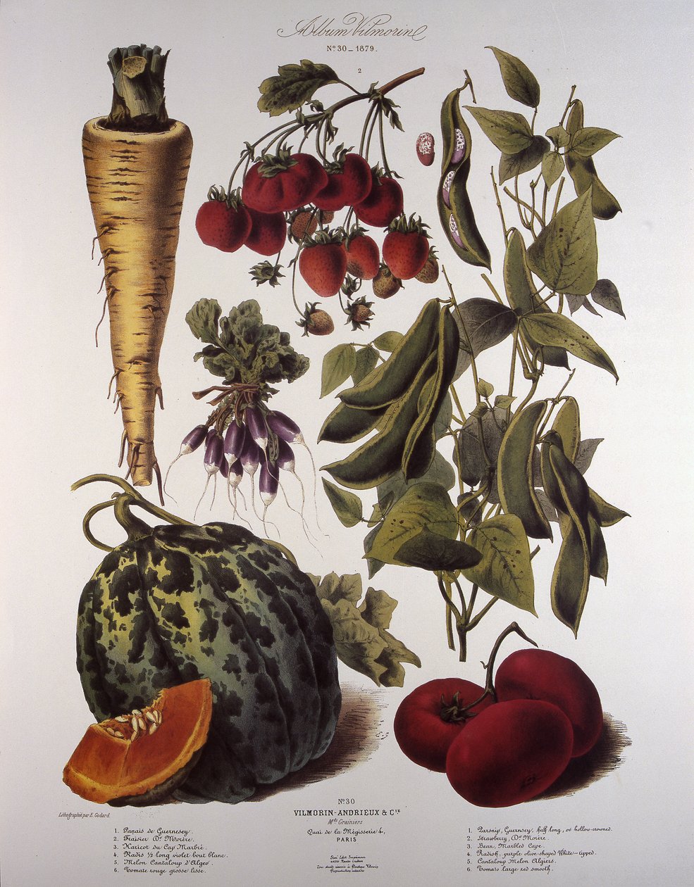 Botanická deska/Vilmorin od Unbekannt