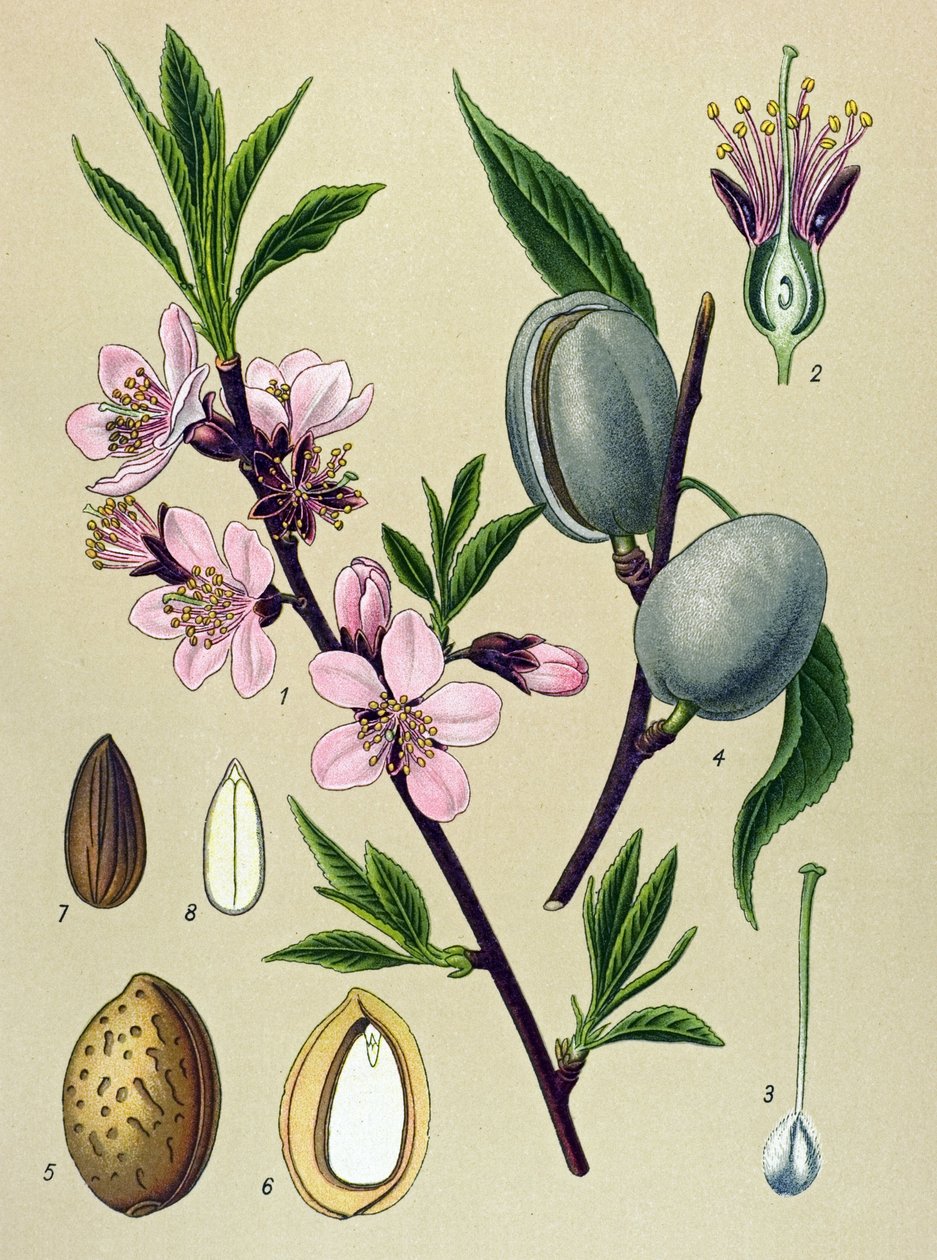 Botanická deska. Amygdaline (Mandle): Mandle obecná (Amygdalus communis) od Unbekannter Künstler