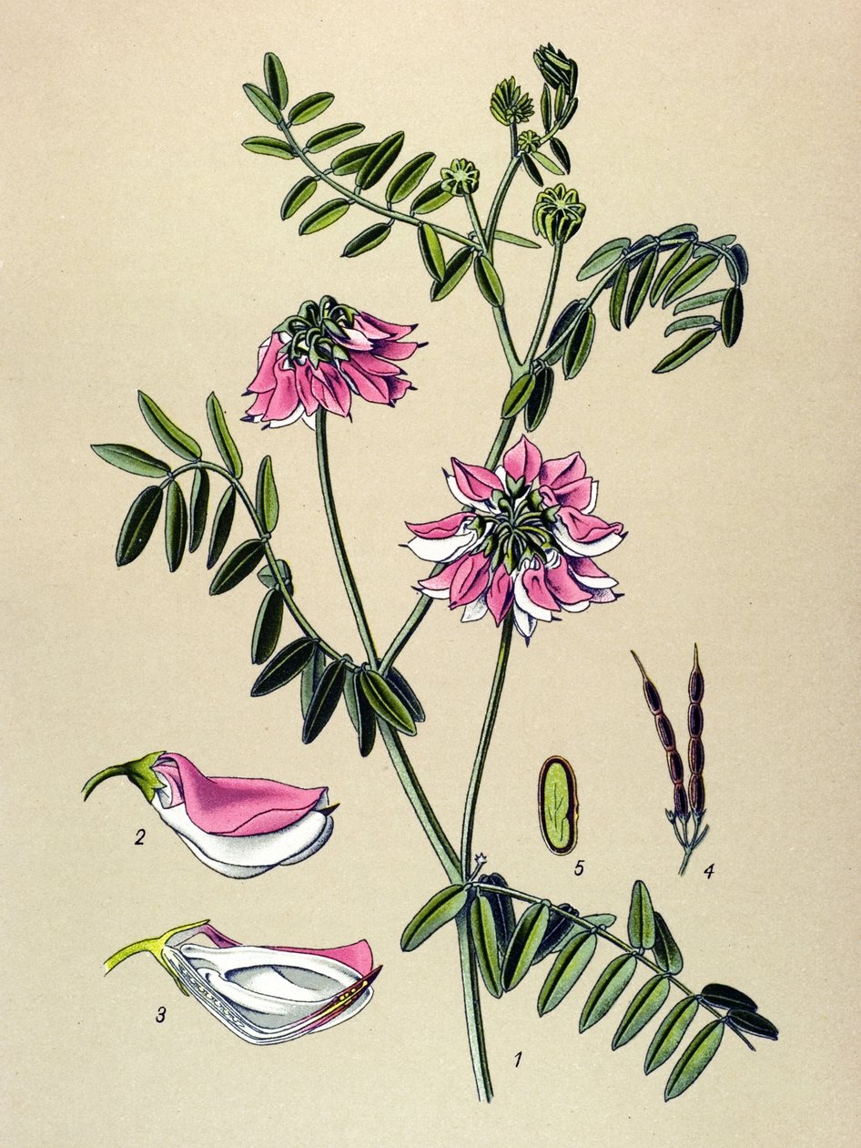 Botanická deska, Rostlina: Coronilla bigarree (Coronilla varia) od Unbekannter Künstler