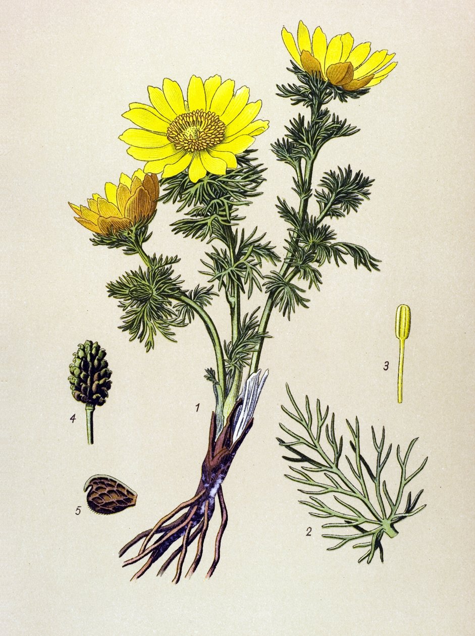Botanická deska. Jedovatá (toxická) a léčivá rostlina: Adonis jarní (Adonis vernalis) od Unbekannter Künstler
