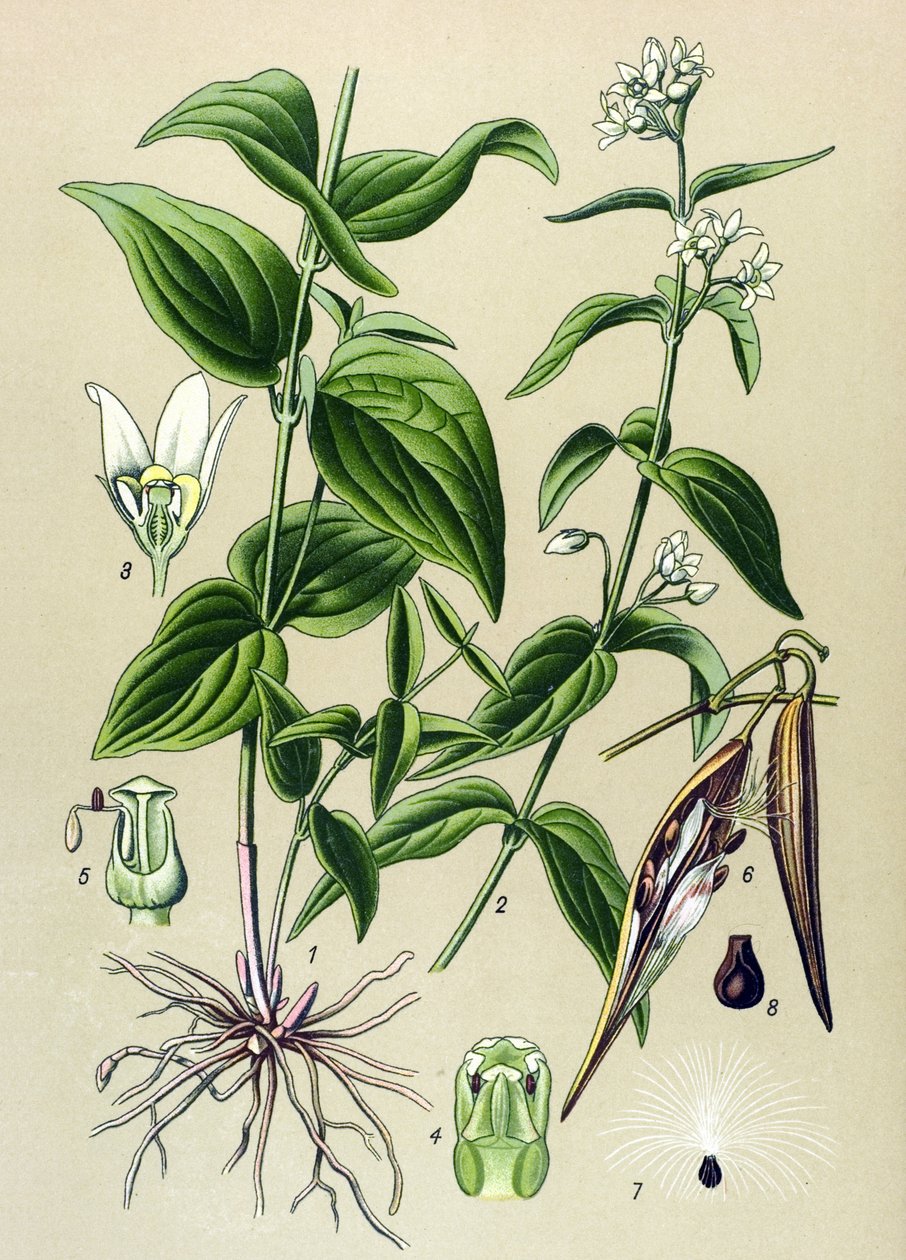 Botanická rada: Jed lékařský (Vincetoxicum hirundinaria) od Unbekannter Künstler