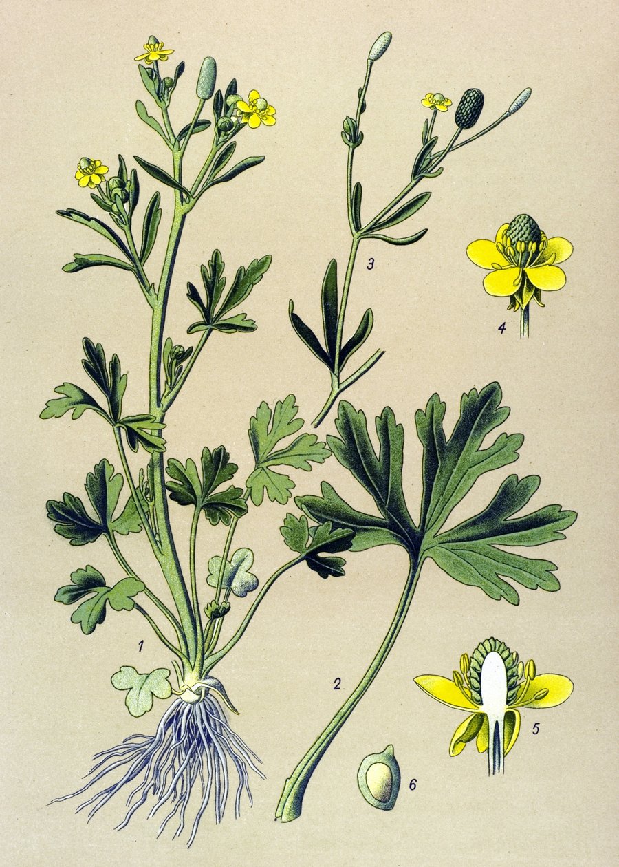 Botanická deska. Venenózní (toxický): Pryskyřník scelerát nebo pryskyřník celerový (Ranunculus sceleratus) od Unbekannter Künstler