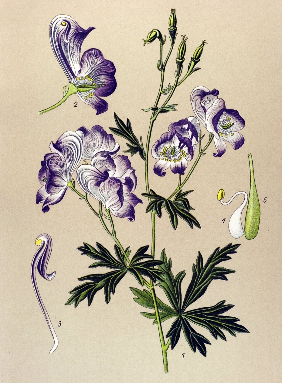 Botanická deska. Venenózní (toxická) a léčivá rostlina: Aconitum variegatum od Unbekannter Künstler