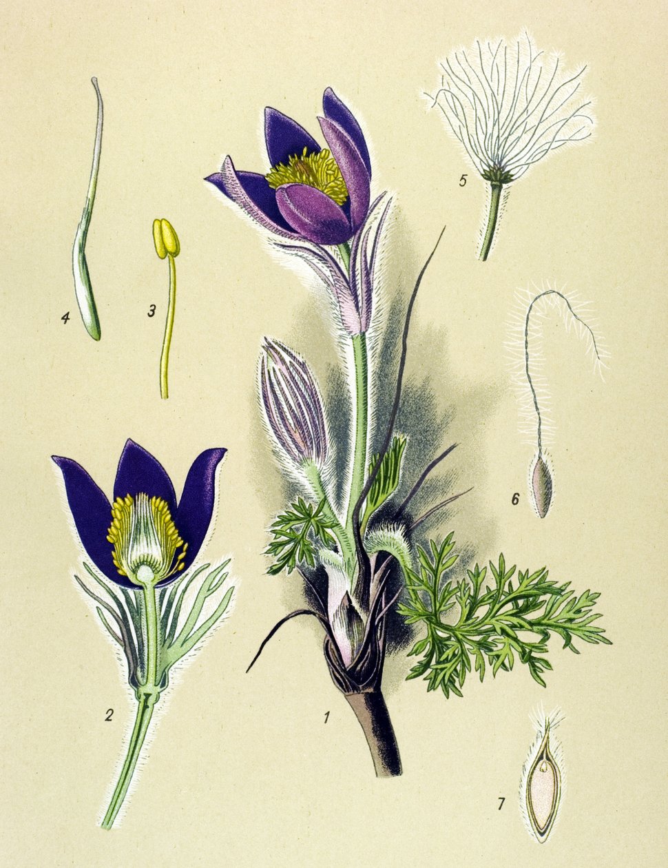 Botanická deska. Venenózní (toxická) a léčivá rostlina: Sasanka pulsatille nebo pulsatilla obecná (Anemone pulsatilla, Pulsatilla vulgaris) od Unbekannter Künstler