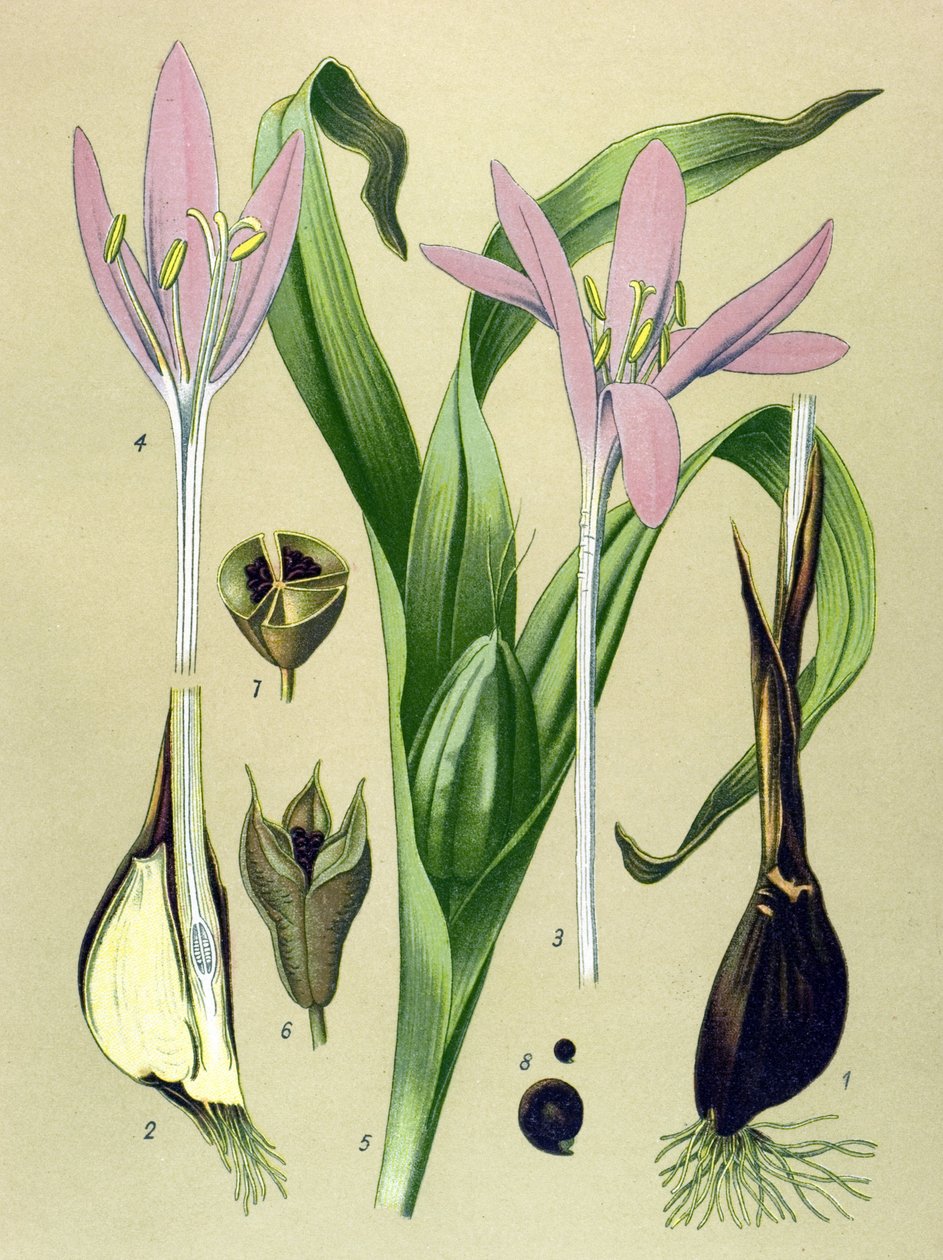 Botanická deska. Venenózní (jedovatá) a léčivá rostlina: kolchiální podzimní (Colchicum autumnale) od Unbekannter Künstler