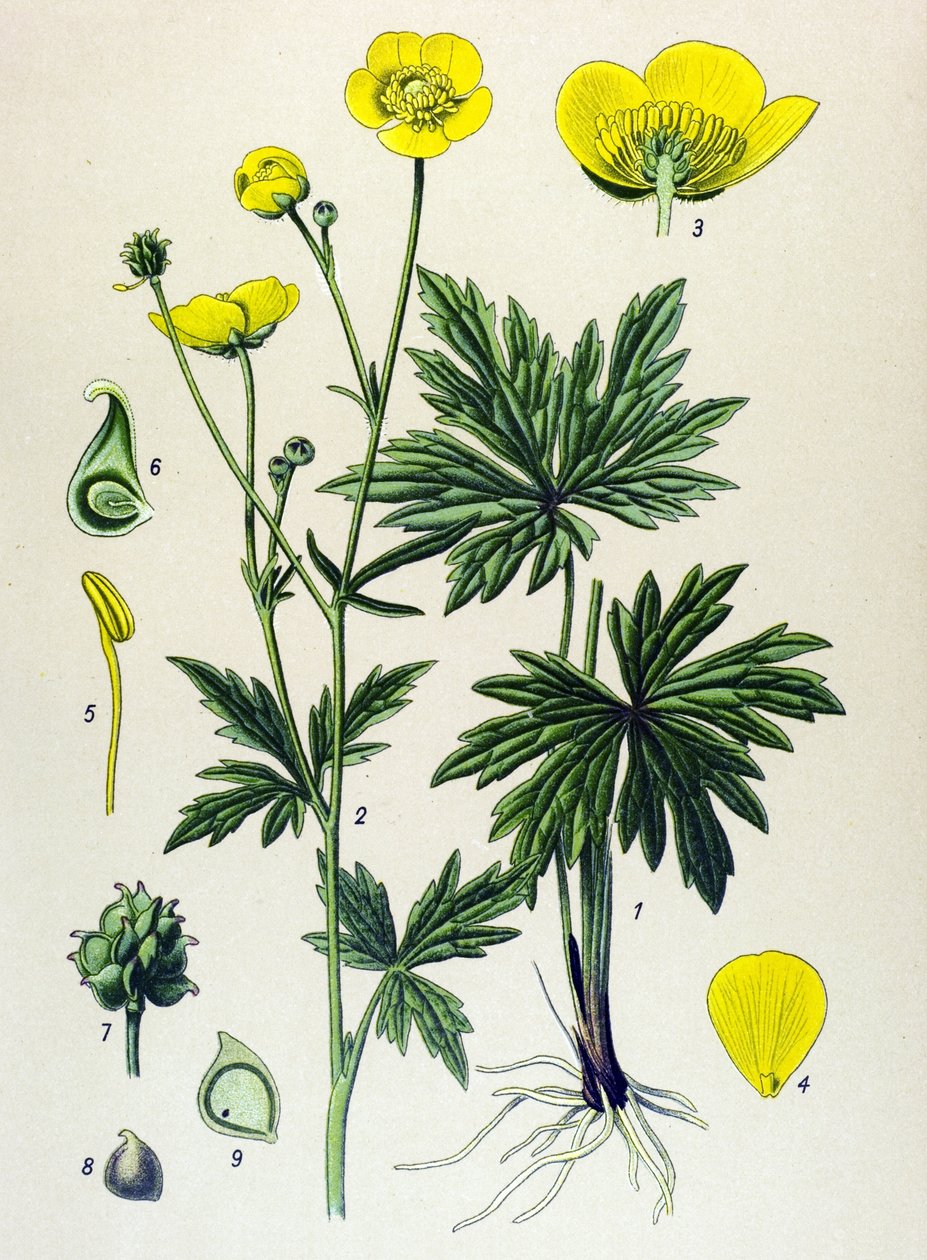 Botanická deska. Venenózní (toxická) a léčivá rostlina: Pryskyřník (Ranunculus acris) od Unbekannter Künstler