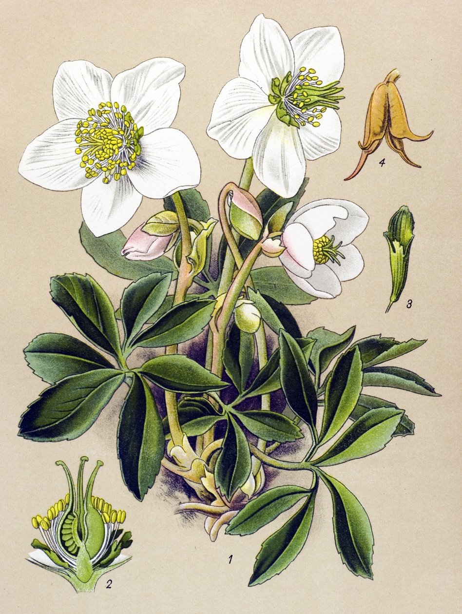 Botanická deska. Venenózní (toxická) a léčivá rostlina: Vánoční růže (Helleborus niger) od Unbekannter Künstler