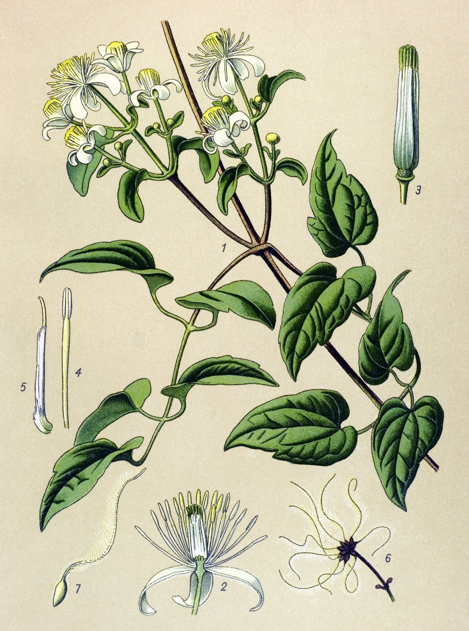 Botanická deska. Žilnatá (toxická) a léčivá rostlina: plamének živý (Clematis vitalba) od Unbekannter Künstler