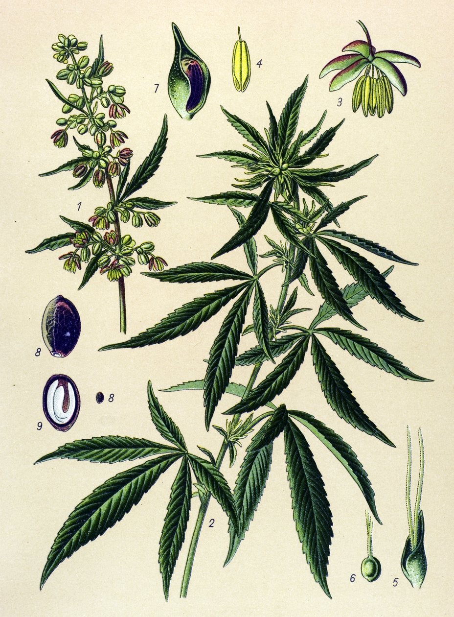Botanická deska. Venenózní (toxická) a léčivá rostlina: Konopí (Cannabis sativa) od Unbekannter Künstler