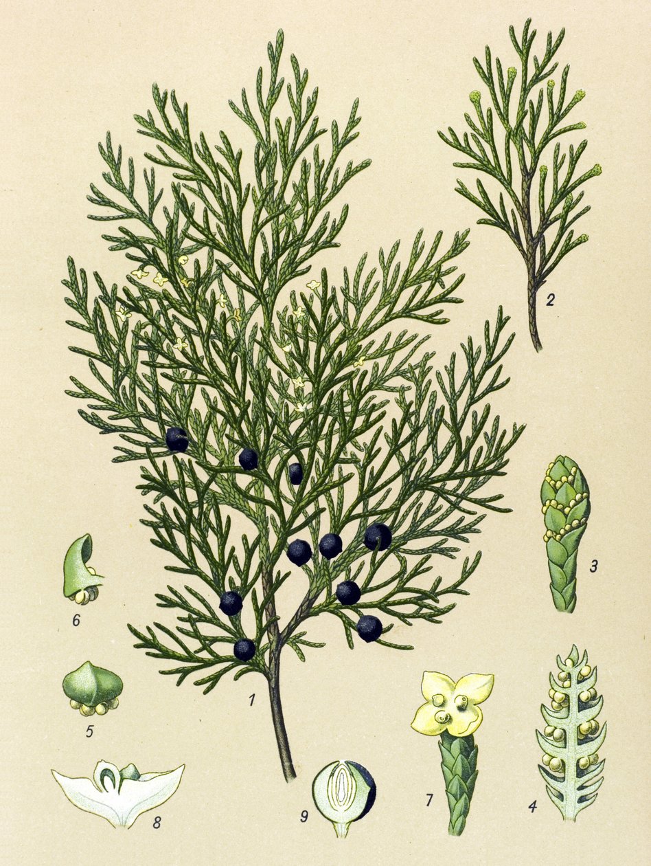 Botanická deska. Venenózní (toxická) a léčivá rostlina: Sabine jalovec (Juniperus sabina) od Unbekannter Künstler