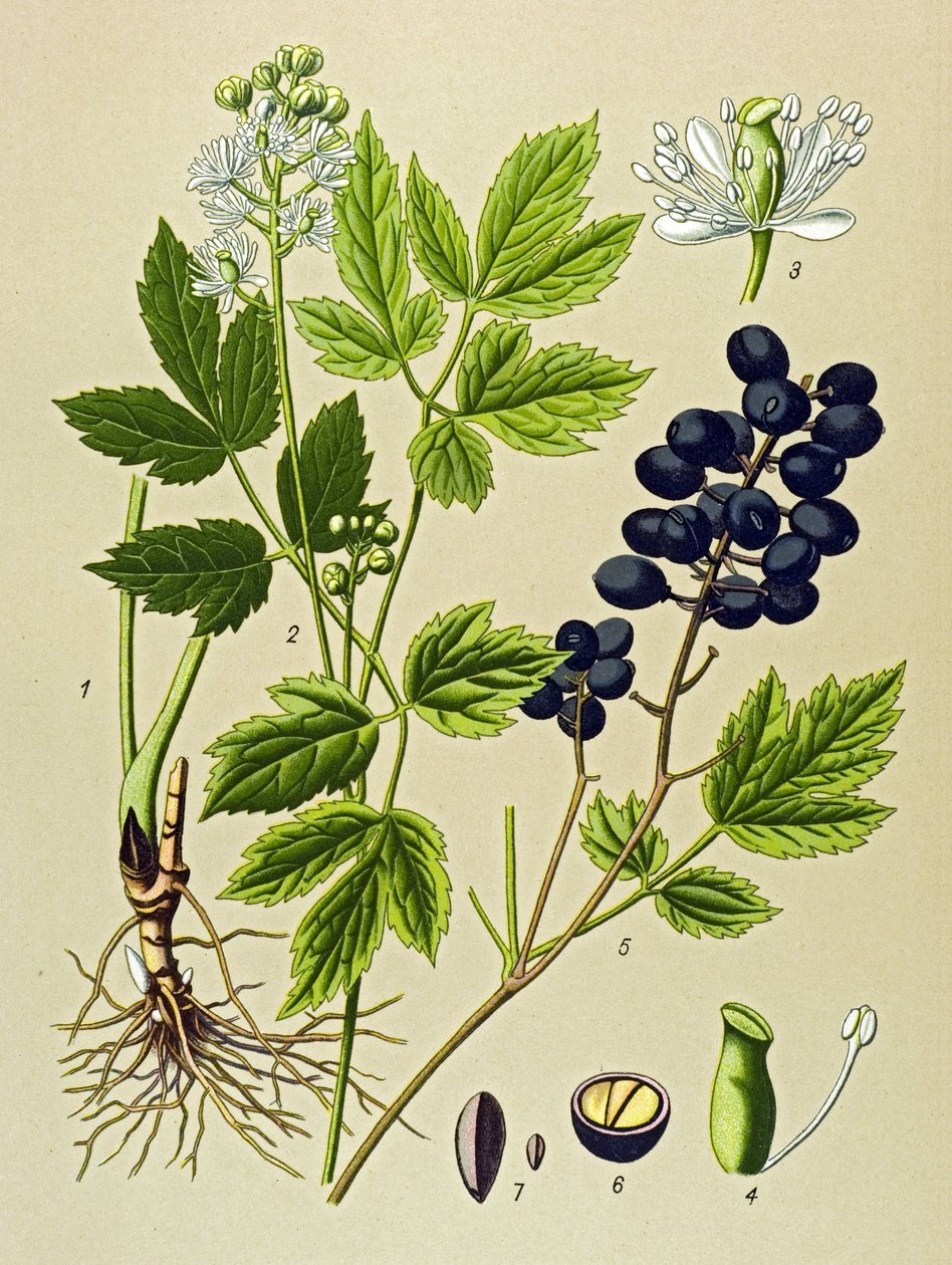 Botanická deska. Venenózní (toxická) a léčivá rostlina: Adonis aestivalis (Adonis aestivalis) od Unbekannter Künstler