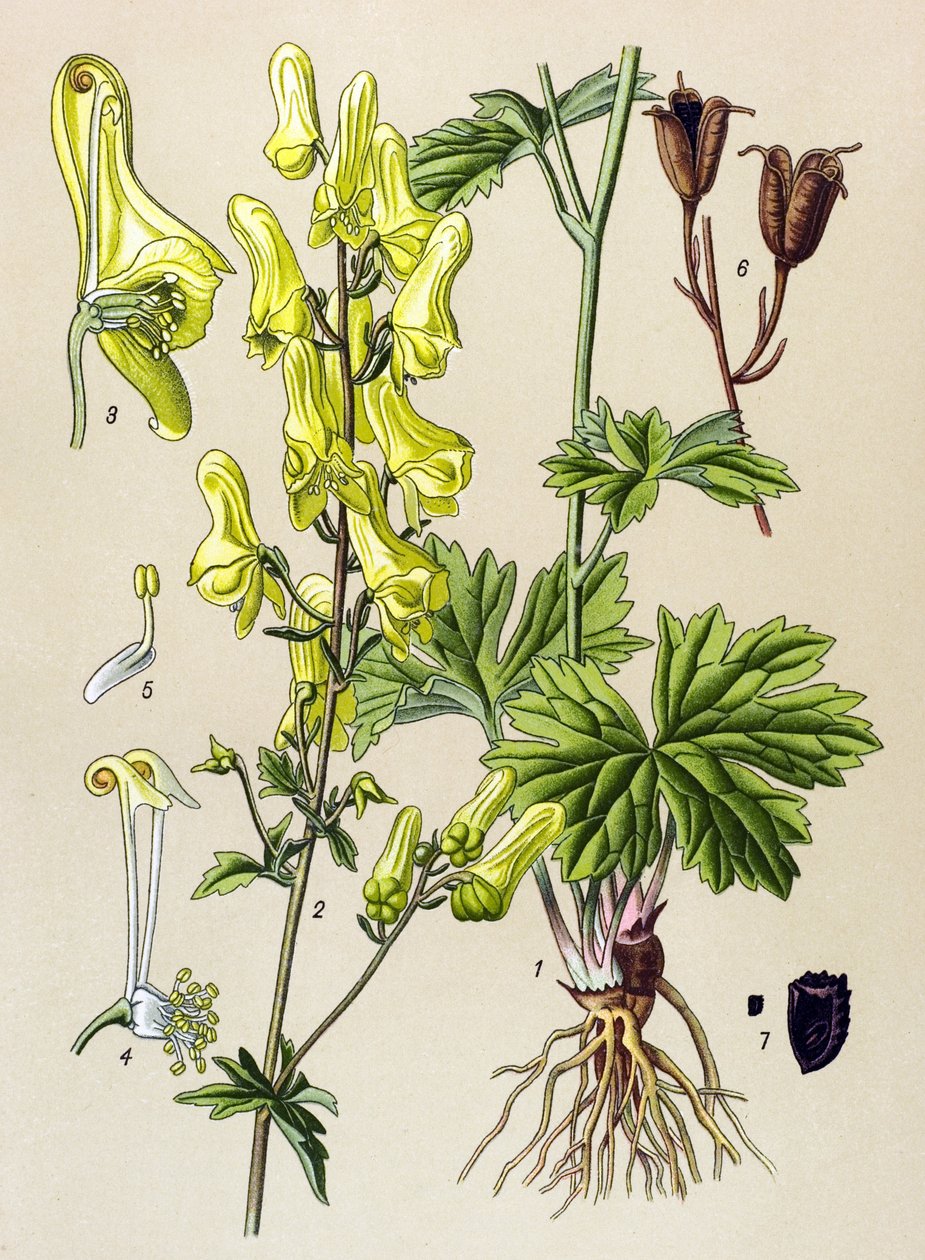 Botanická deska. Venenózní (jedovatá) a léčivá rostlina: zabiják vlků nebo zabiják vlků (Aconitum lycoctonum) od Unbekannter Künstler